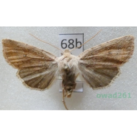 Agrochola laevis (Hübner, 1803) Czech68b